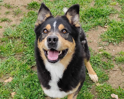 Adozione cane, maschio, meticcio, 7 anni e 9 mesi, taglia grande, Viterbo