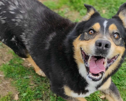 Adotta un cane, maschio, 7 anni e 9 mesi, Viterbo