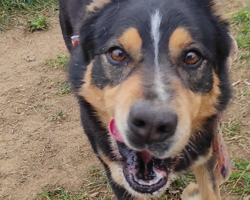 Adotta un cane, taglia grande, maschio, Viterbo