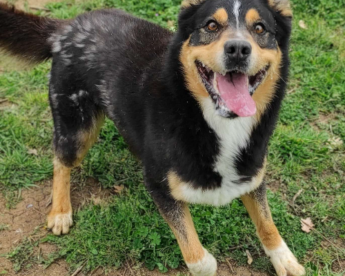 Adotta il cane Balto a Viterbo