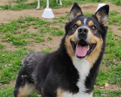 Vuoi adottare un cane a Viterbo?