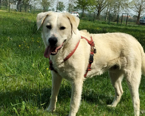 Adotta un cane, maschio, 3 anni  e 9 mesi , Bergamo