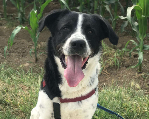 Adozione cane, maschio, meticcio, 4 anni e 6 mesi, taglia grande, Milano