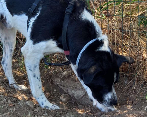 Adotta un cane, maschio, 4 anni e 6 mesi, Milano