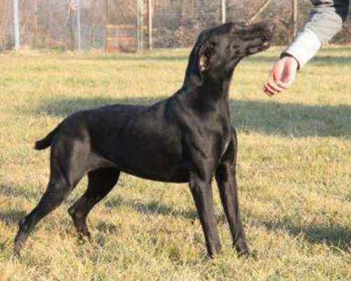 Vuoi adottare un cane a Milano?