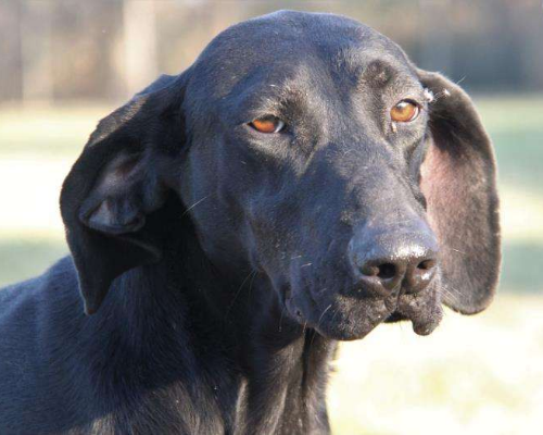 Adozione cane, femmina, Bracco, 7 anni e 7 mesi, taglia media, Milano