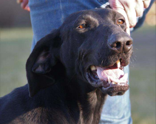 Adotta un cane, taglia media, femmina, Milano