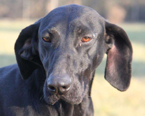 Adotta un cane, femmina, 7 anni e 7 mesi, Milano