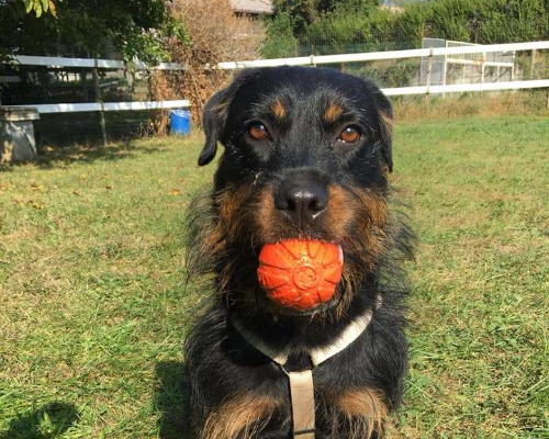 Adotta un cane, femmina, 8 anni e 9 mesi, Milano