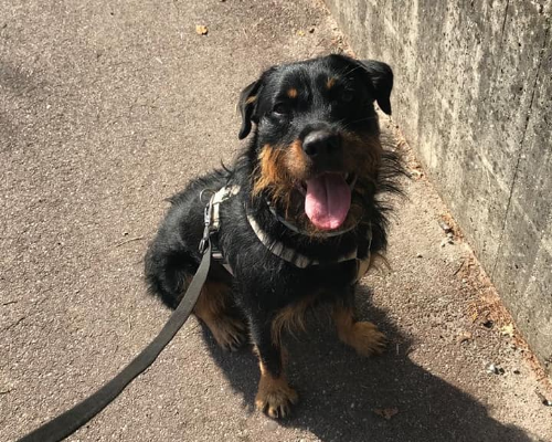 Adozione cane, femmina, Rottweiler, 8 anni e 9 mesi, taglia grande, Milano
