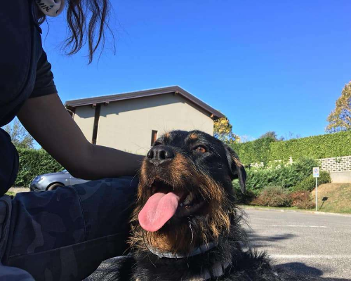 Adotta un cane, taglia grande, femmina, Milano