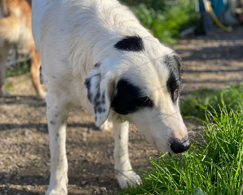 Adotta un cane, maschio, 3 anni  e 5 mesi , Chieti