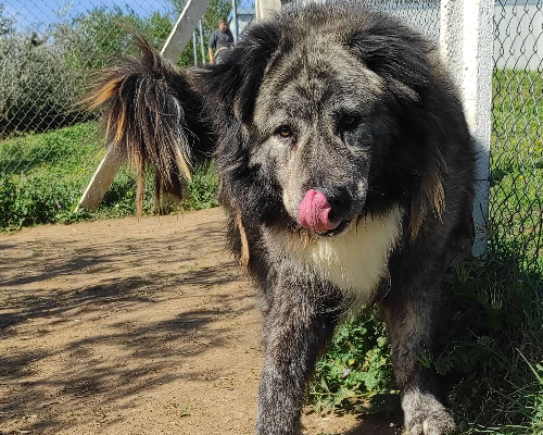 Foto dell'animale