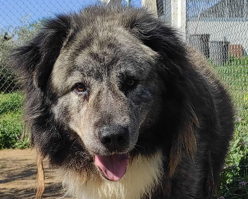 Adotta un cane, maschio, 11 anni  e 5 mesi , Viterbo
