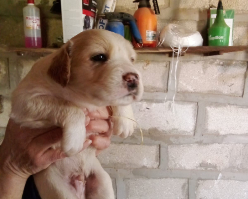 Adozione cane, maschio, meticcio, 3 anni, taglia grande, Siracusa