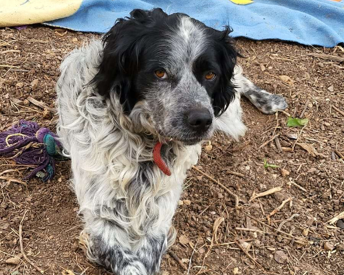 Adozione cane, maschio, Spaniel Setter Inglese, 4 anni  e 10 mesi , taglia media, Bari