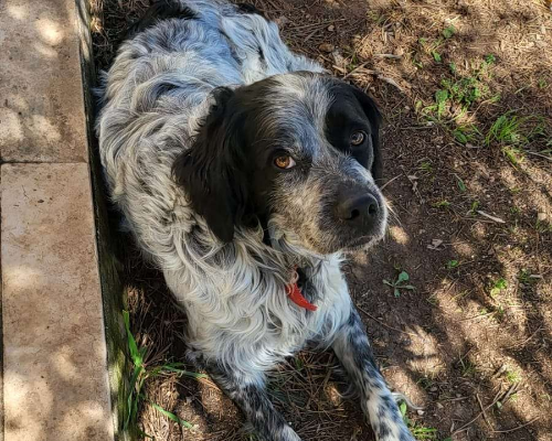 Adotta un cane, maschio, 4 anni  e 10 mesi , Bari