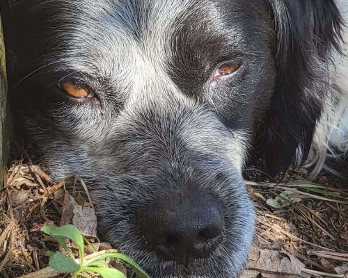 Vuoi adottare un cane a Bari?