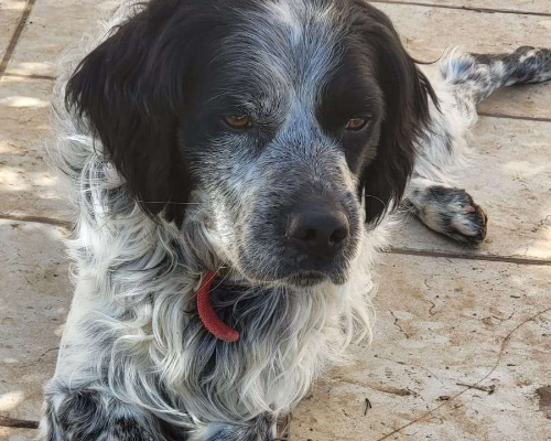 Adotta un cane, taglia media, maschio, Bari