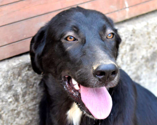 Adotta un cane, taglia media, femmina, Crotone