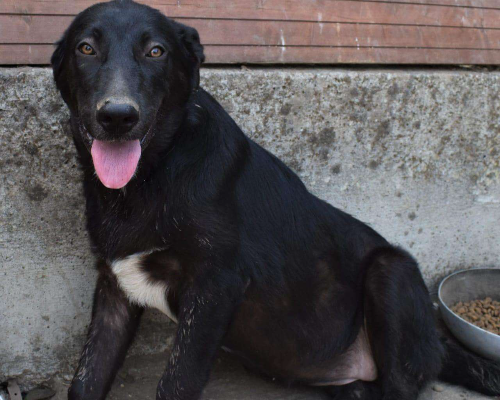 Adotta un cane, femmina, 4 anni e 9 mesi, Crotone