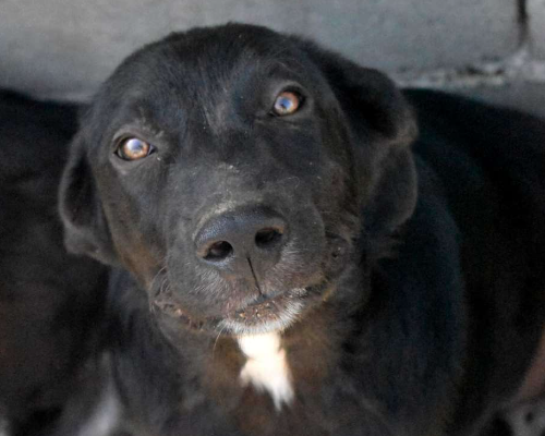 Vuoi adottare un cane a Crotone?