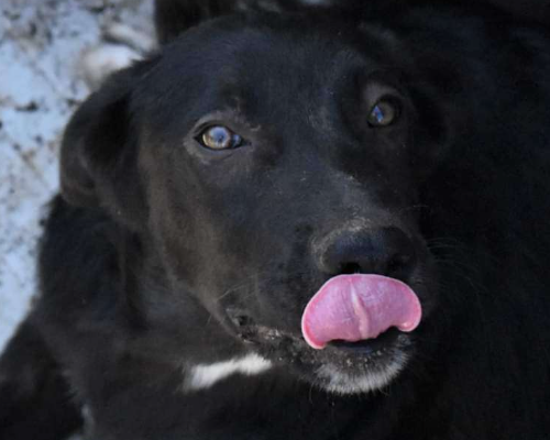Adotta il cane Nera a Crotone