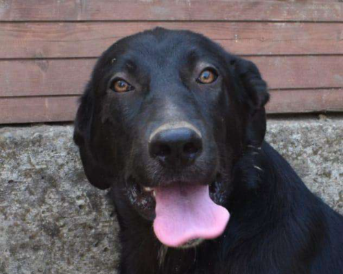 Adozione cane, femmina, meticcio, 4 anni e 9 mesi, taglia media, Crotone