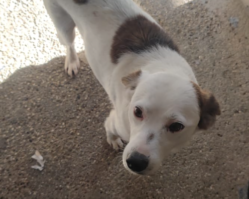 Adozione cane, femmina, meticcio, 5 anni e 10 mesi, taglia media contenuta, Ferrara