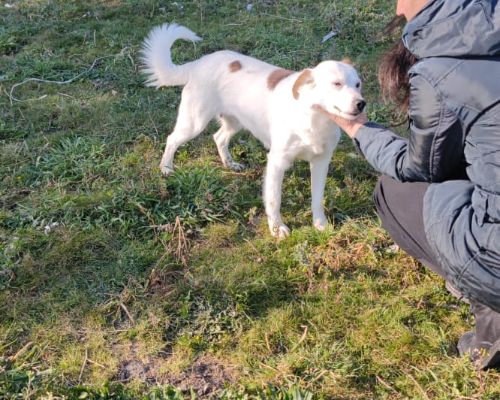 Adotta un cane, femmina, 5 anni e 10 mesi, Ferrara