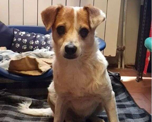 Adotta un cane, maschio, 12 anni  e 10 mesi , Milano