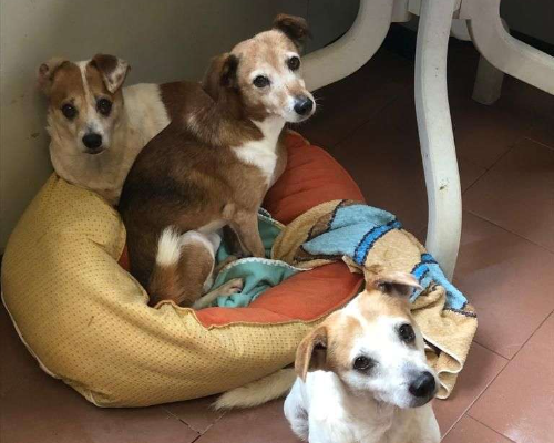 Vuoi adottare un cane a Milano?