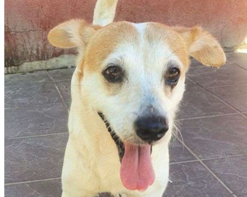 Adozione cane, maschio, meticcio, 12 anni  e 10 mesi , taglia piccola, Milano