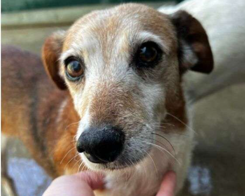 Adotta un cane, taglia piccola, maschio, Milano