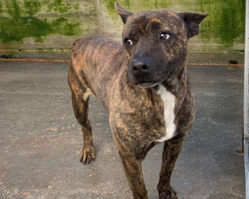 Adotta un cane, taglia media, maschio, Potenza