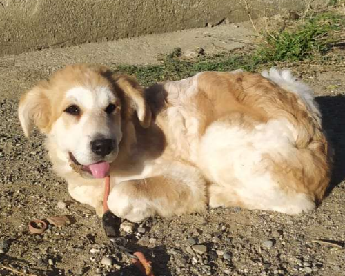 Vuoi adottare un cane a Reggio?