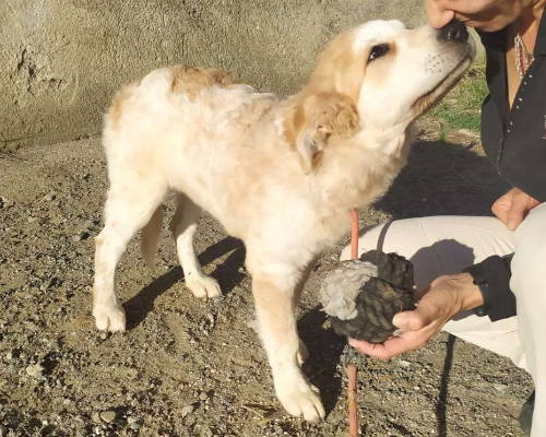 Adotta un cane, taglia media, femmina, Reggio