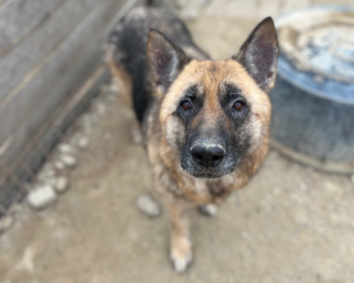 Adotta un cane, femmina, 9 anni  e 2 mesi , Roma
