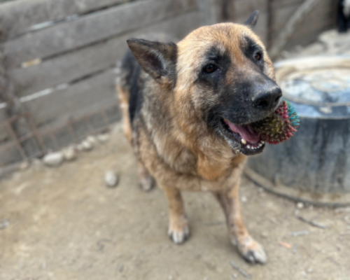 Adotta un cane, taglia grande, femmina, Roma