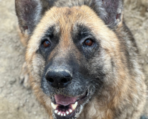 Vuoi adottare un cane a Roma?