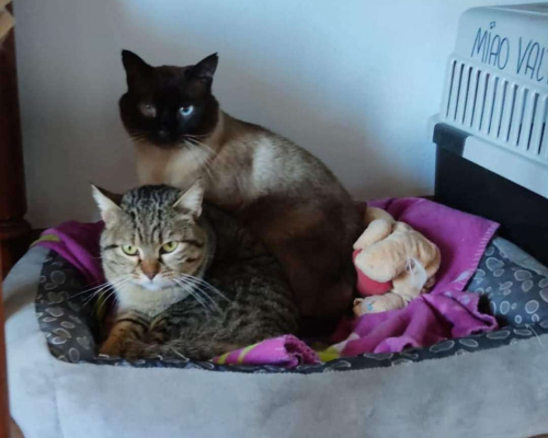 Adotta un gatto, maschio, 11 anni e 1 mese, Perugia