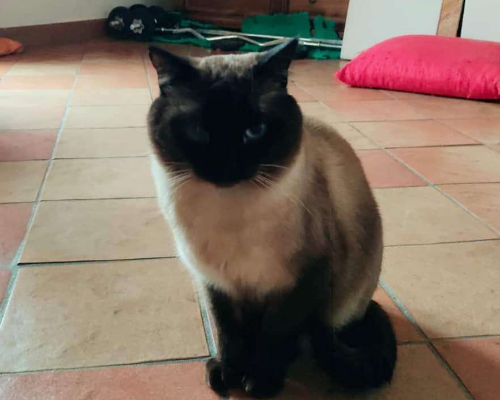 Adotta un gatto, taglia non valida, maschio, Perugia