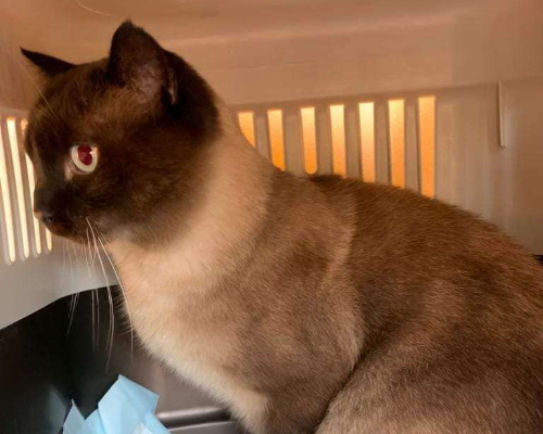 Vuoi adottare un gatto a Perugia?