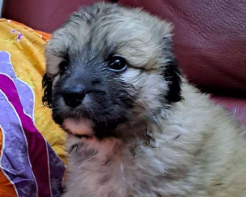 Adozione cane, femmina, meticcio, 2 anni e 5 mesi, taglia grande, Crotone