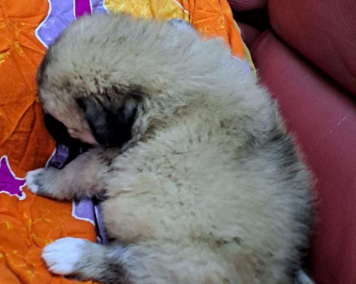 Vuoi adottare un cane a Crotone?