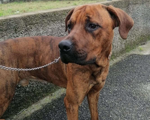 Adozione cane, maschio, Corso, 3 anni e 11 mesi, taglia grande, Milano