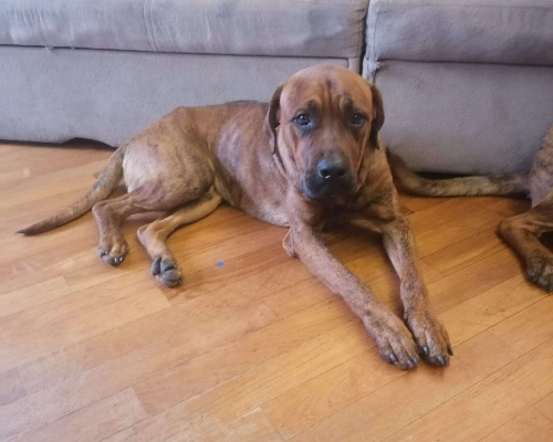 Adotta un cane, taglia grande, maschio, Milano