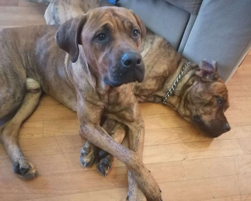 Adotta un cane, maschio, 3 anni e 11 mesi, Milano