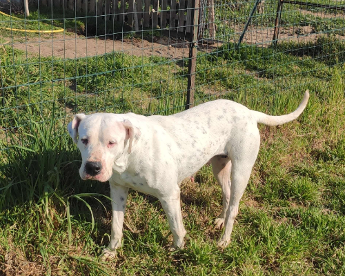 Adotta un cane, femmina, 3 anni  e 4 mesi , Napoli