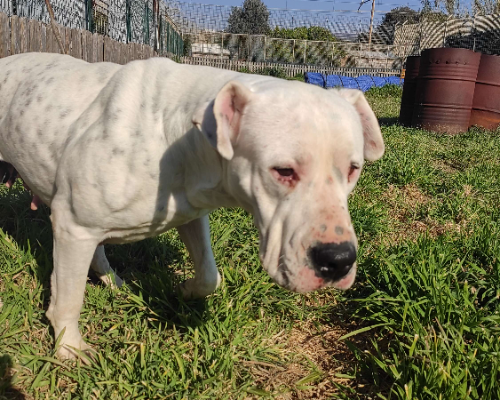 Adotta un cane, taglia gigante, femmina, Napoli